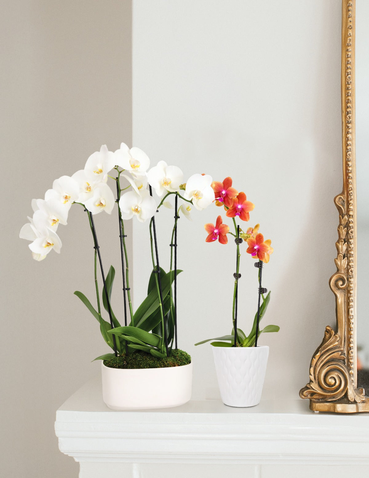 Large Double Orchid