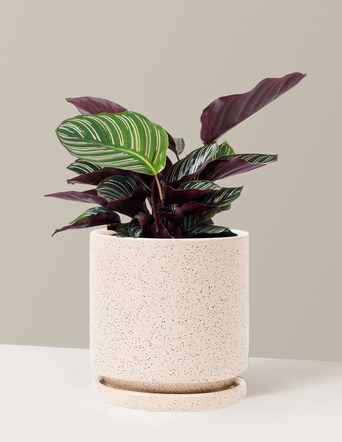 Calathea Pinstripe