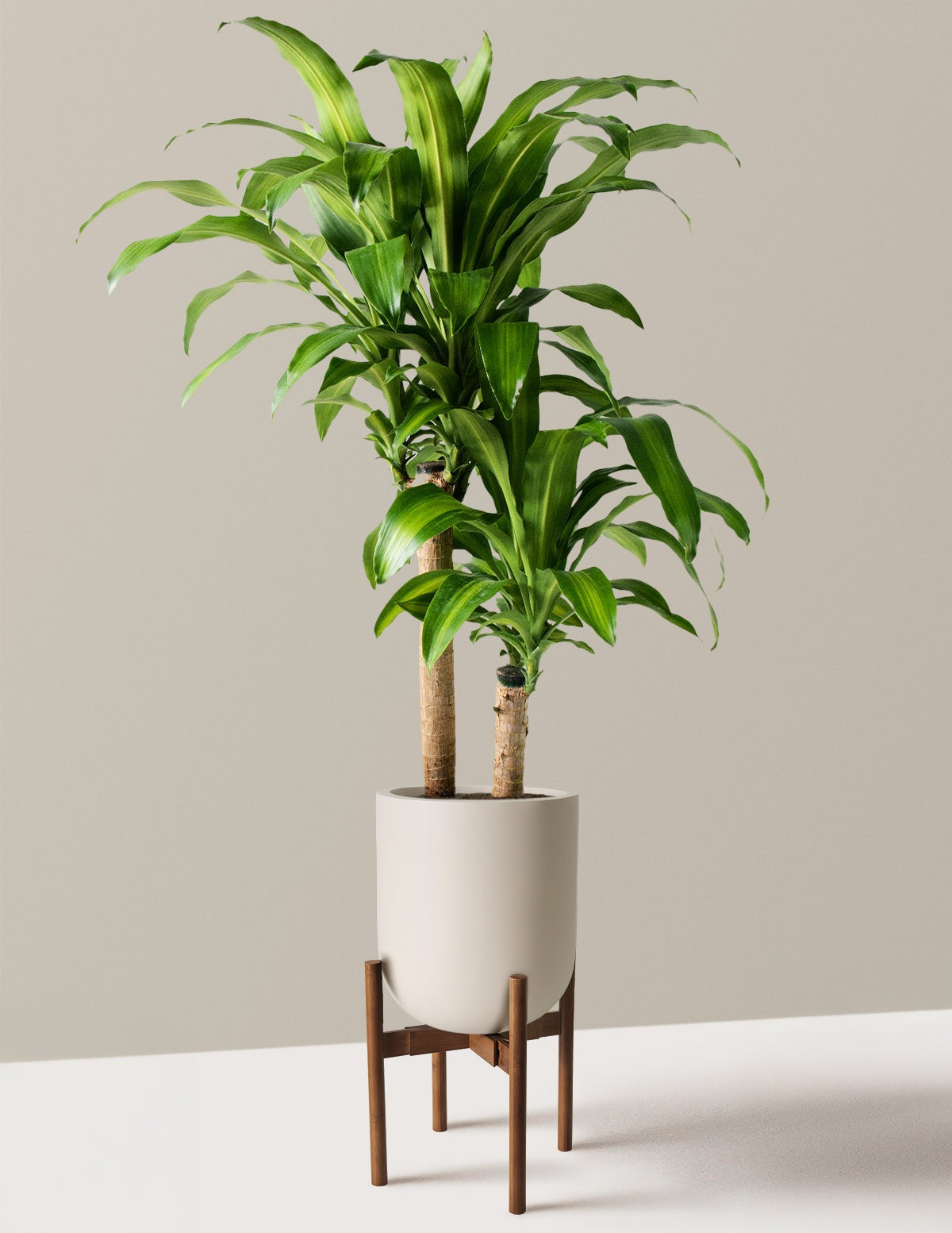 Dracaena Mass Cane