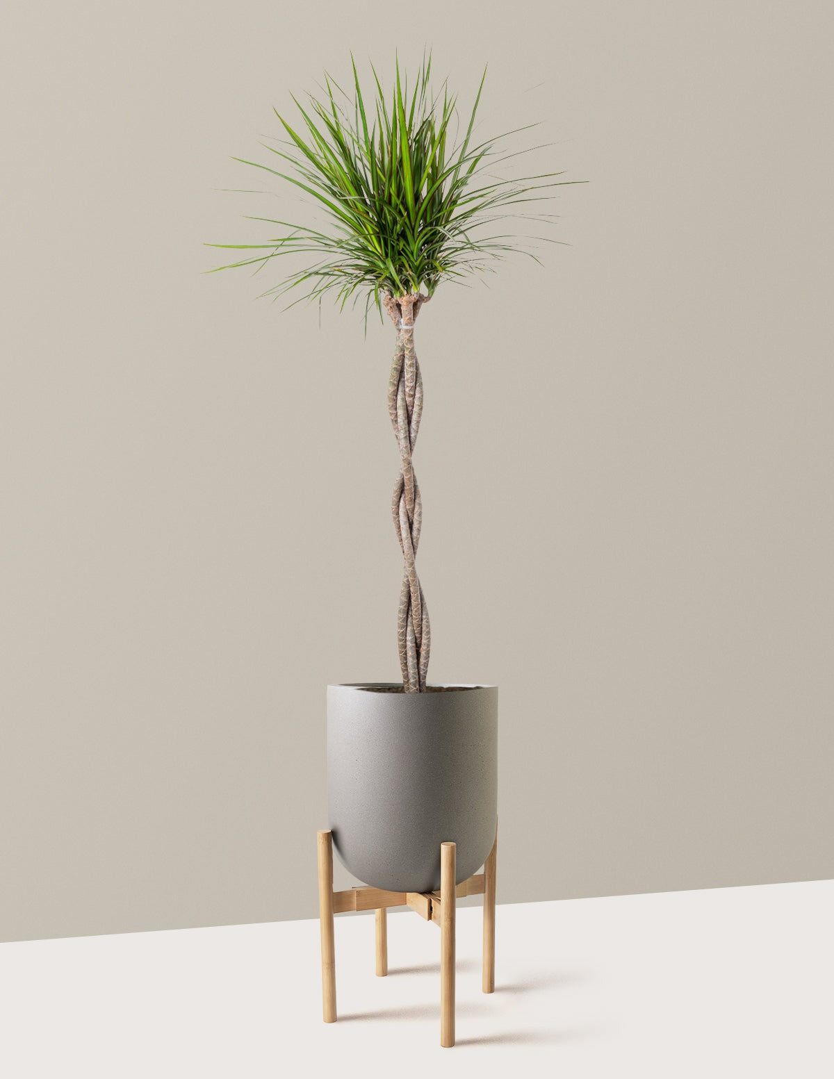 Dracaena Marginata Braided
