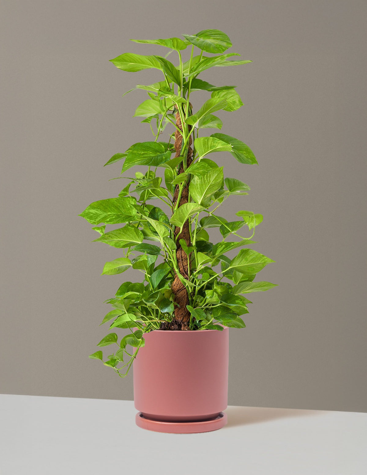 Golden Pothos Totem