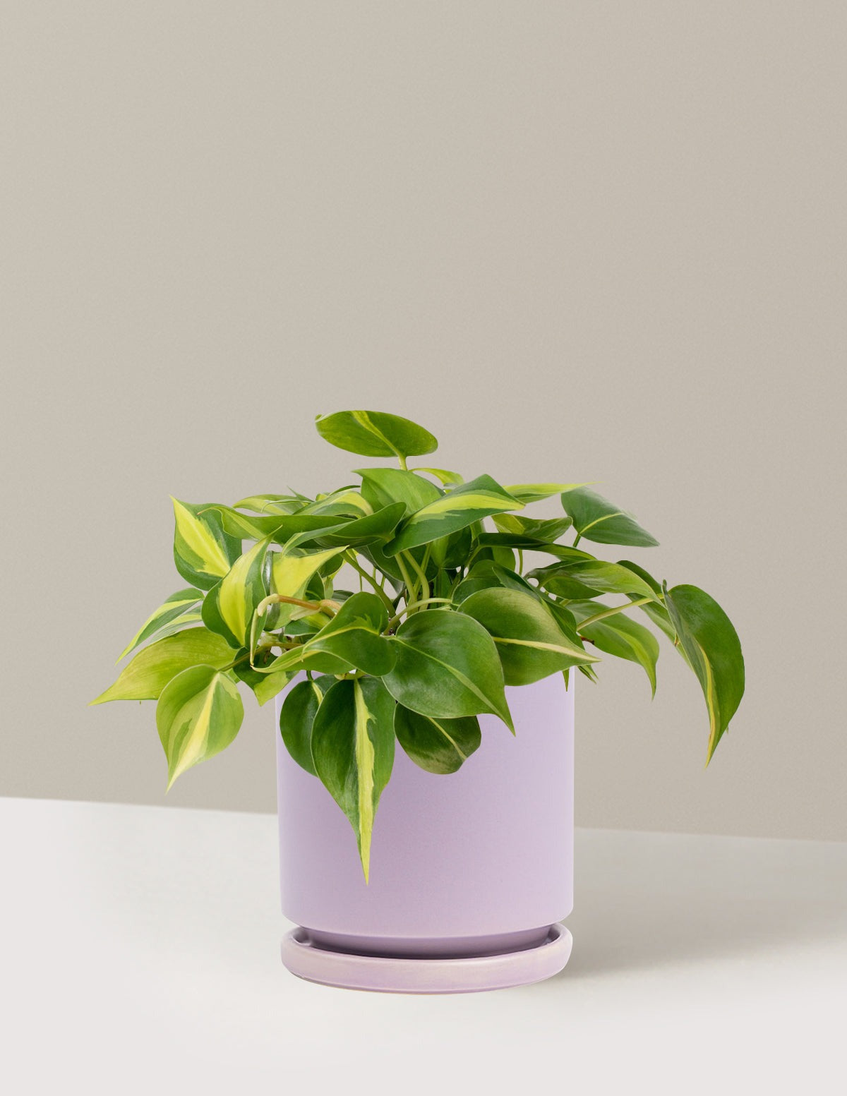 Philodendron Brasil