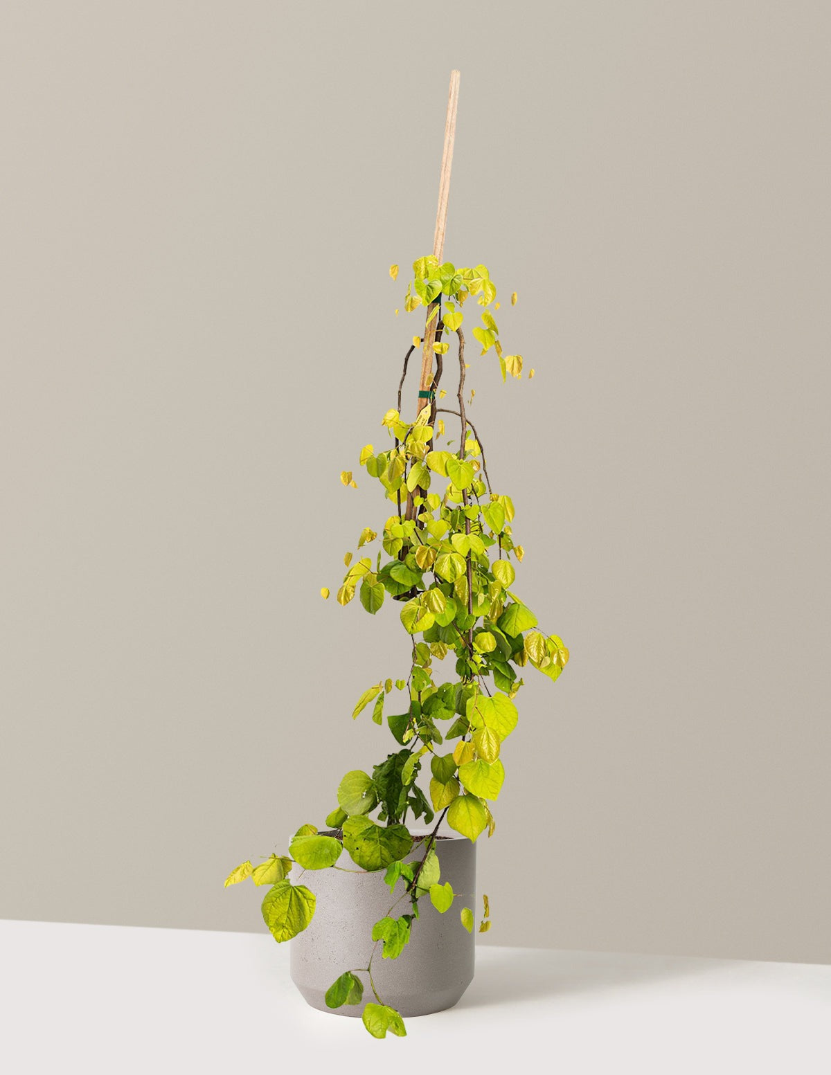 Golden Falls® Redbud Tree