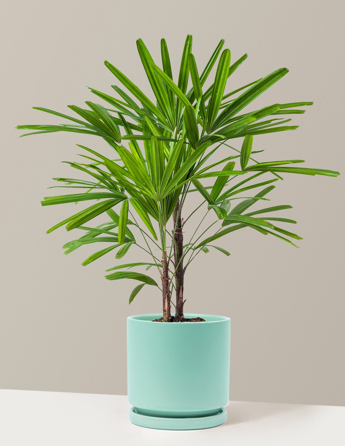 Large Lady Palm