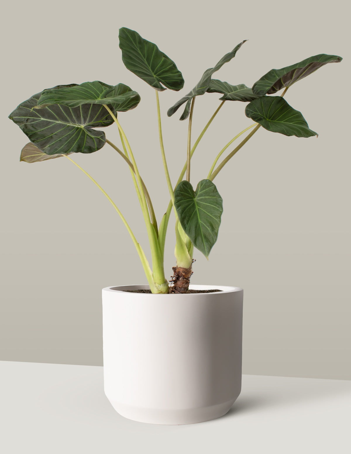 Large Alocasia Regal Shield
