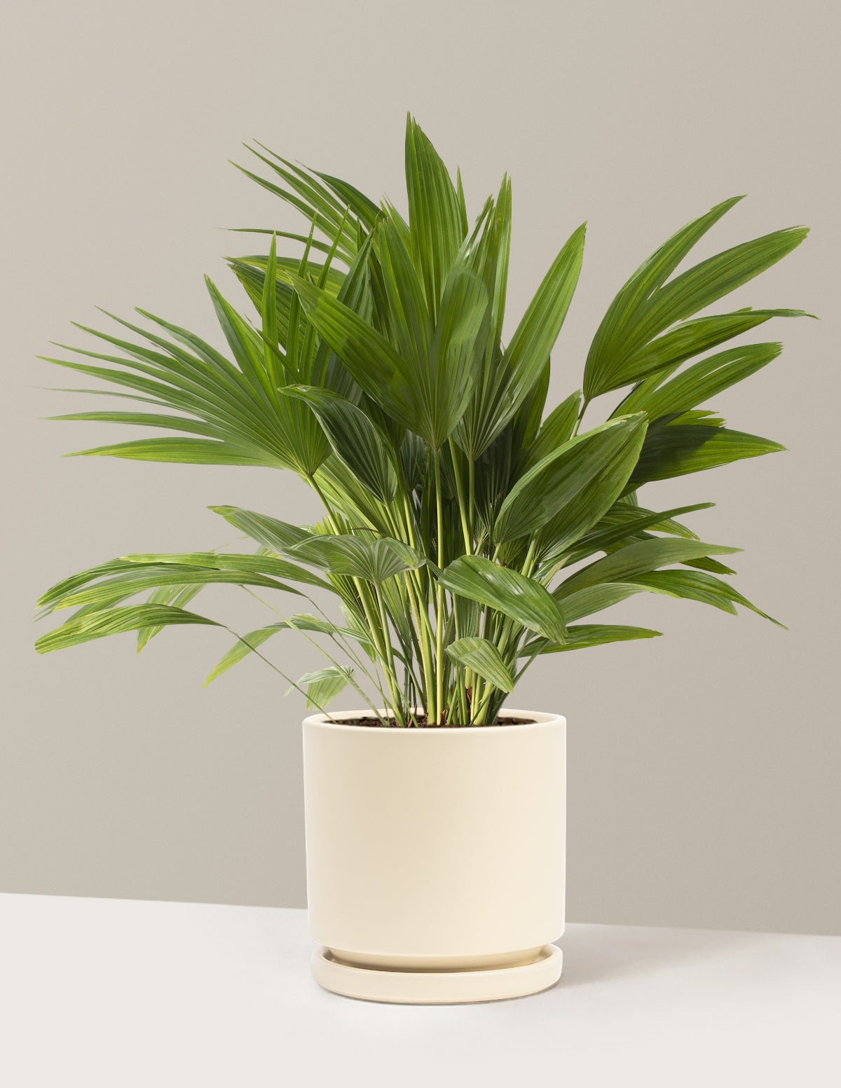 Fan Palm