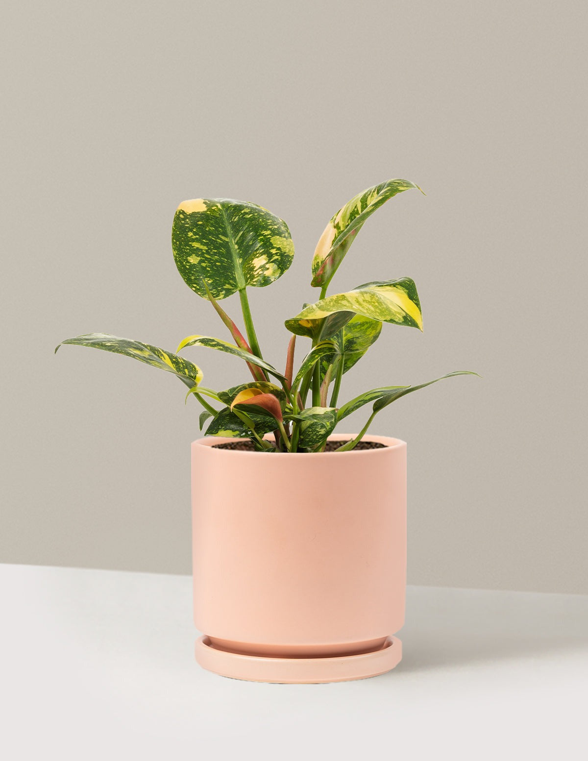 Philodendron Congo Nuclear