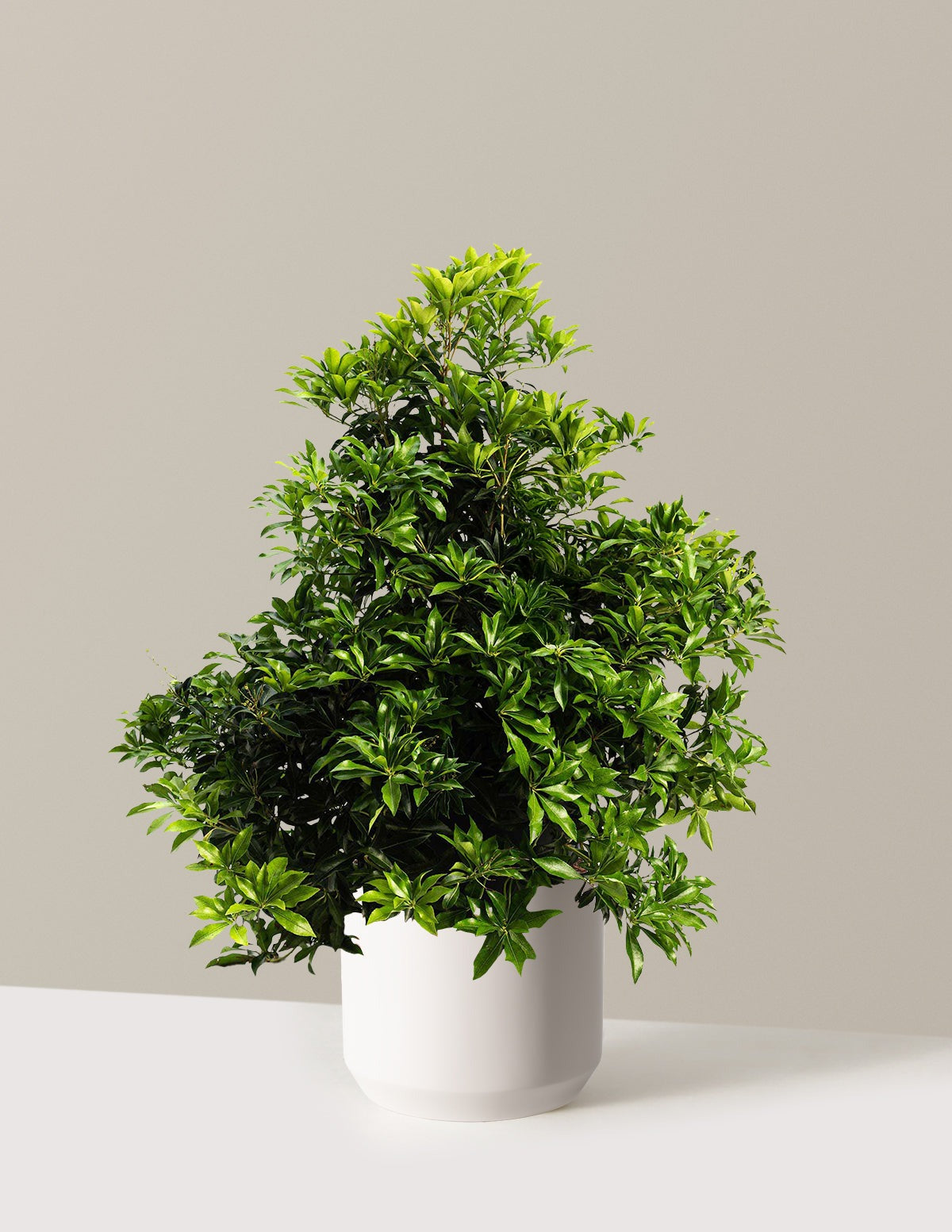 Enchanted Forest® River RunTM Pieris