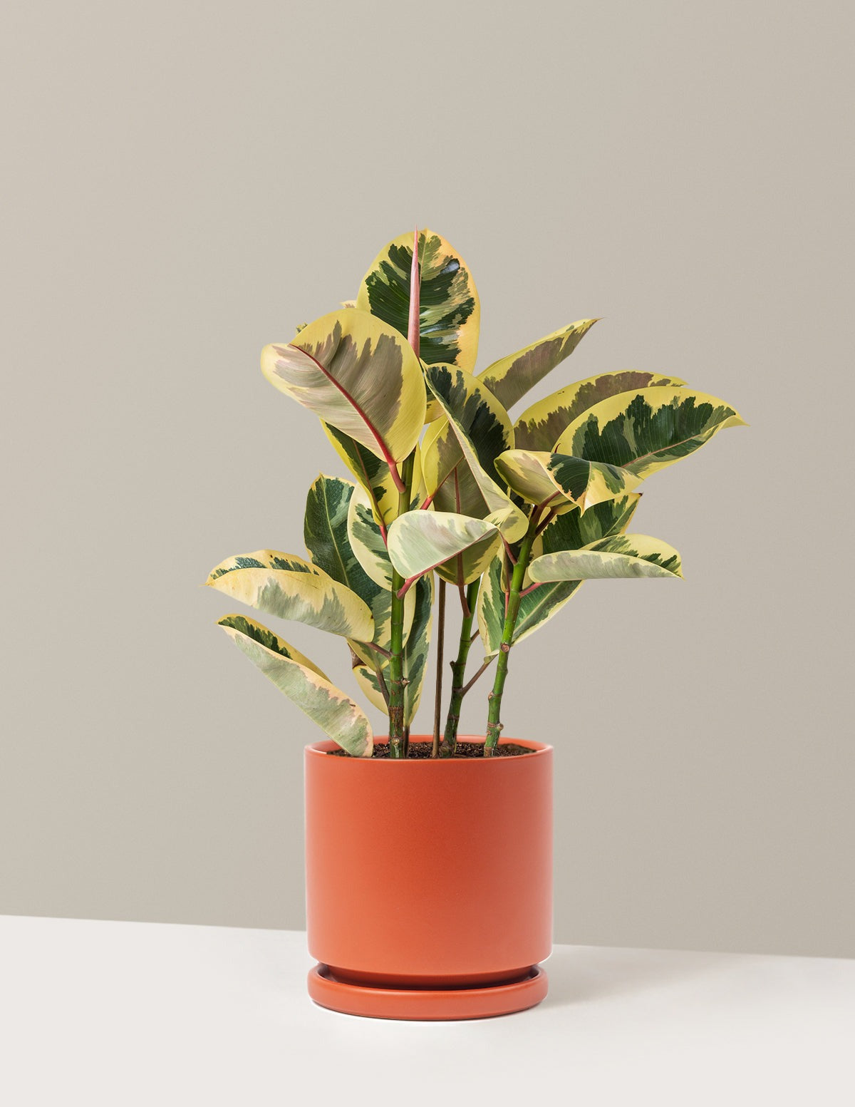 Ficus Tineke Bush