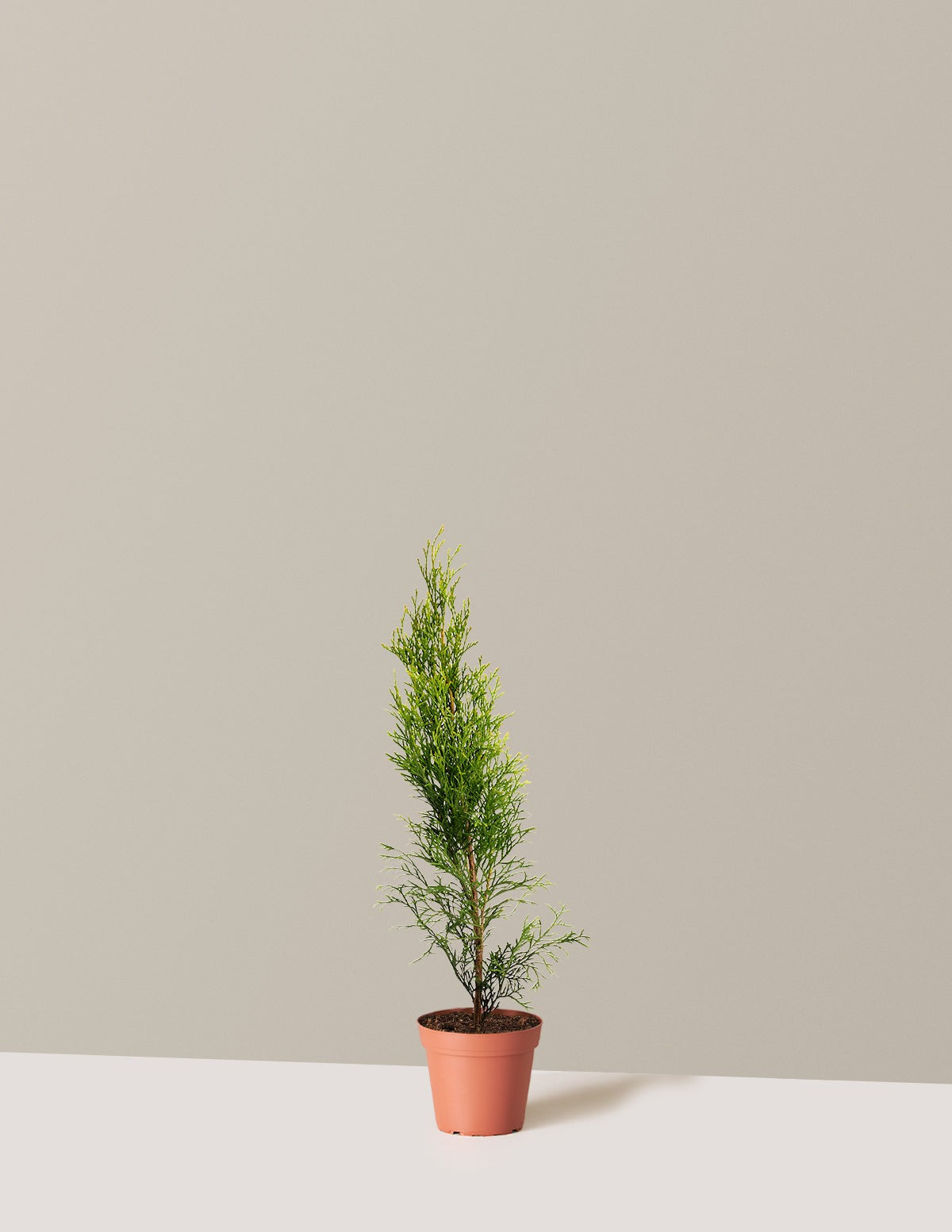 Emerald Green Arborvitae