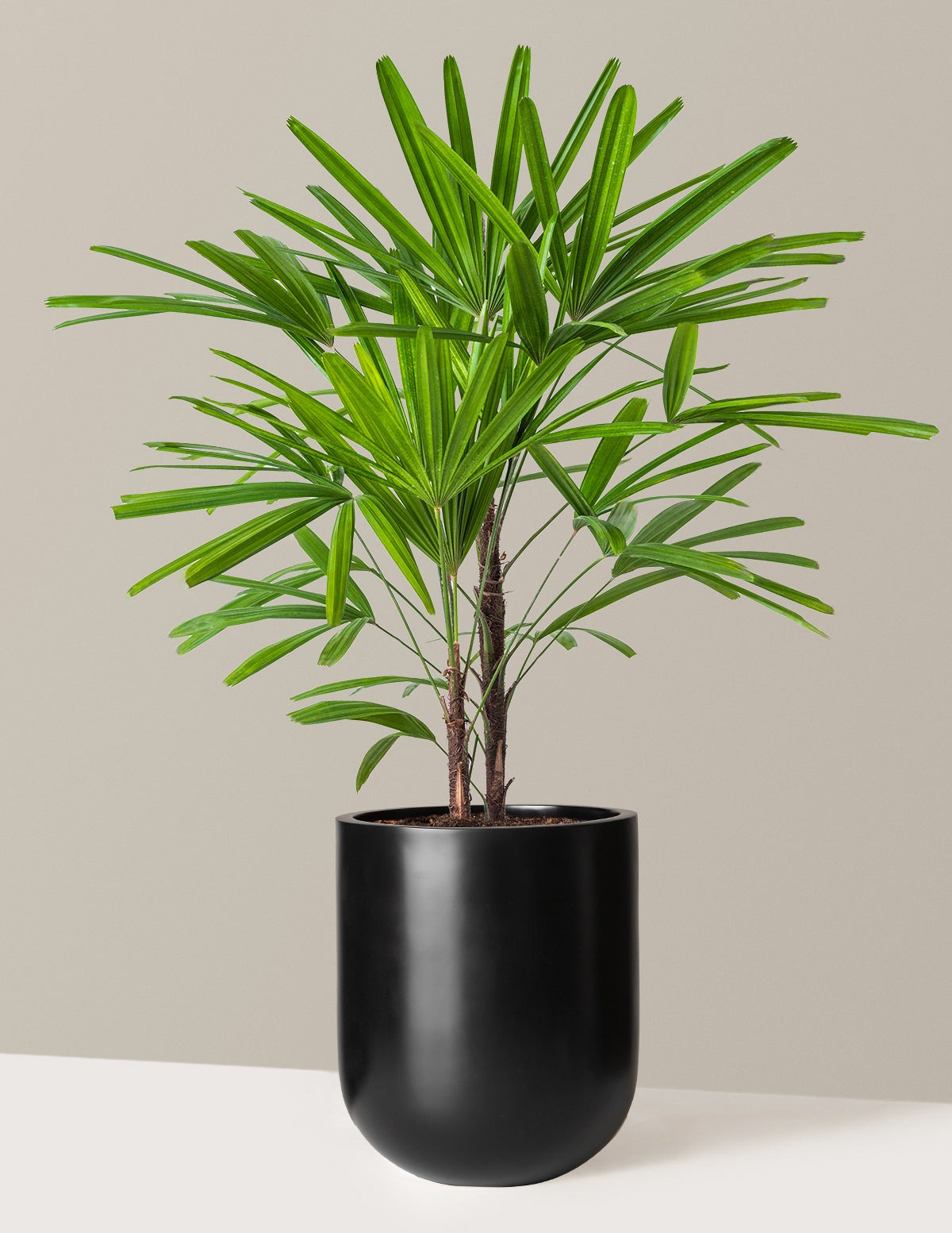 Large Lady Palm