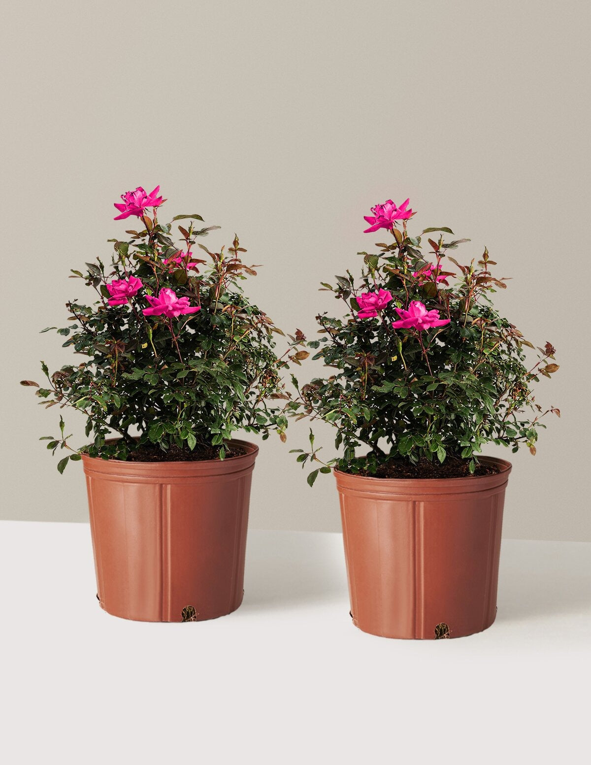 Pink Double Knock Out® Rose