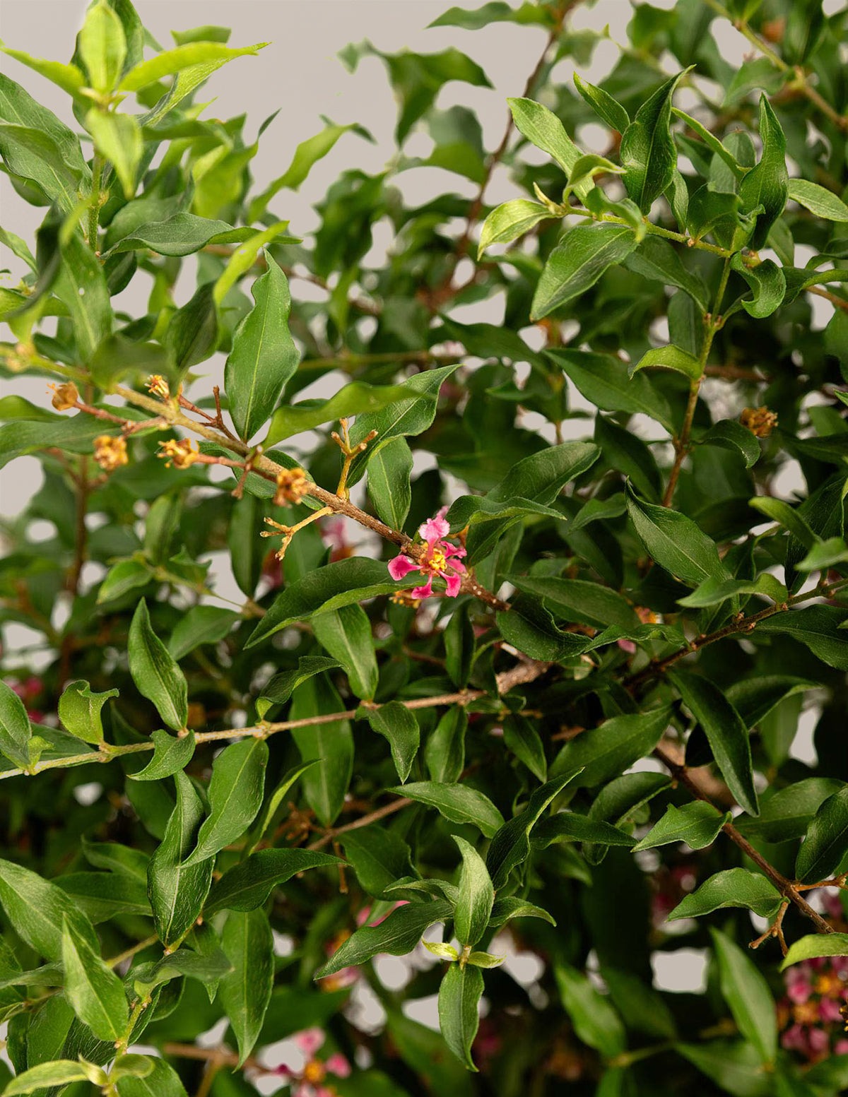 Barbados ‘Acerola’ Cherry Tree