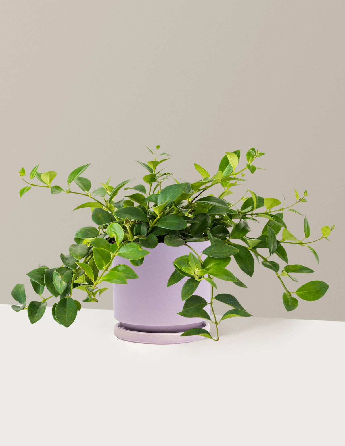 Lipstick Plant