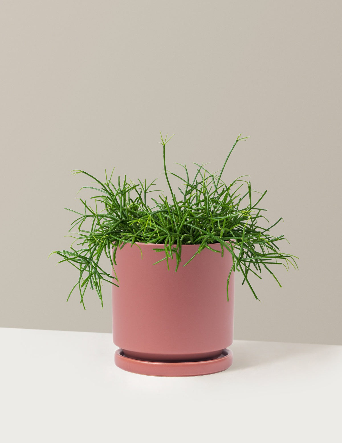 Mistletoe Cactus
