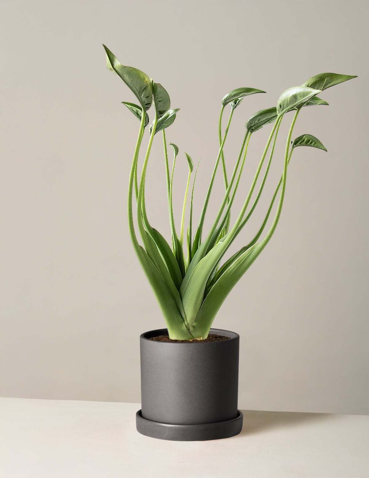 Alocasia Tiny Dancer