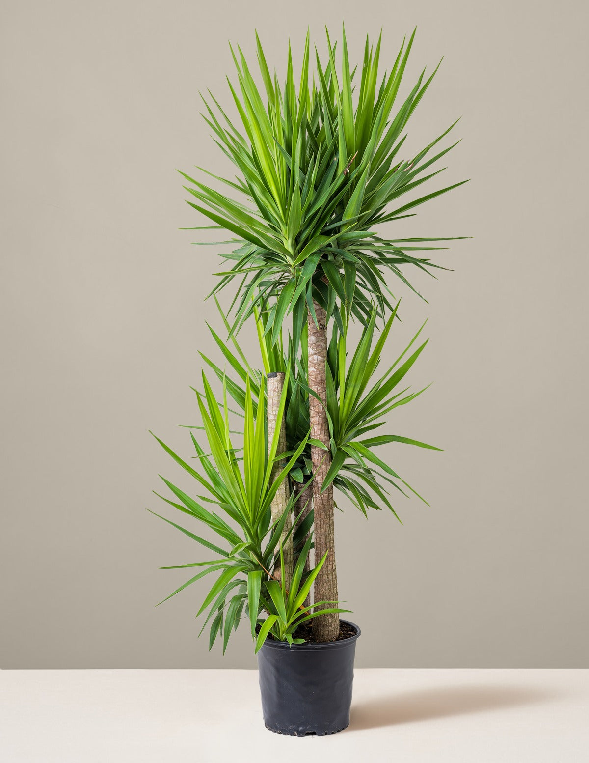 Yucca Plant Multi Stem