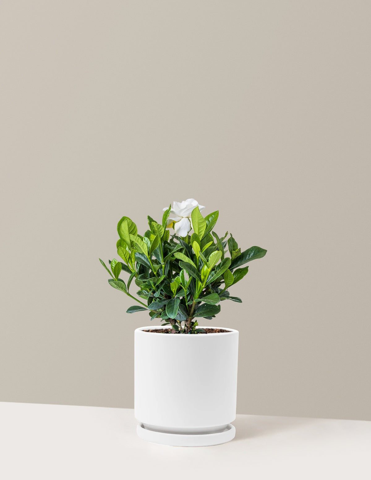 Gardenia Bush