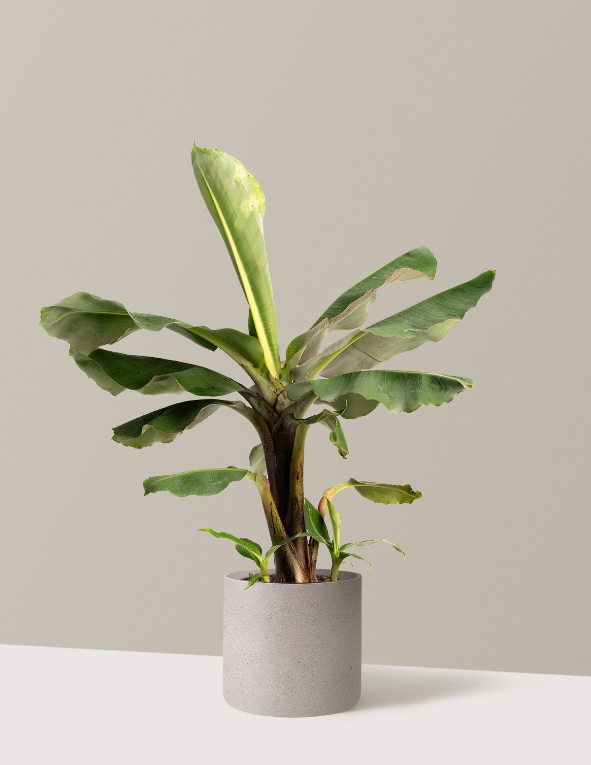 Truly Tiny Dwarf Banana Tree