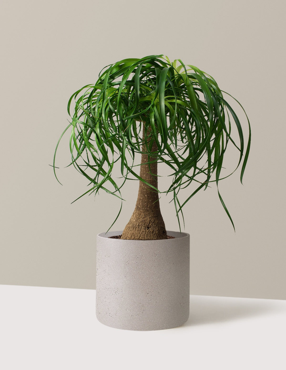 Ponytail Palm
