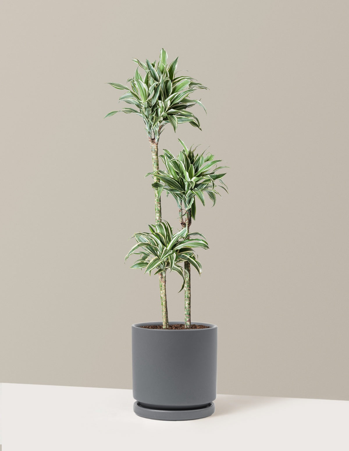 Large Dracaena Warneckii White Jewel