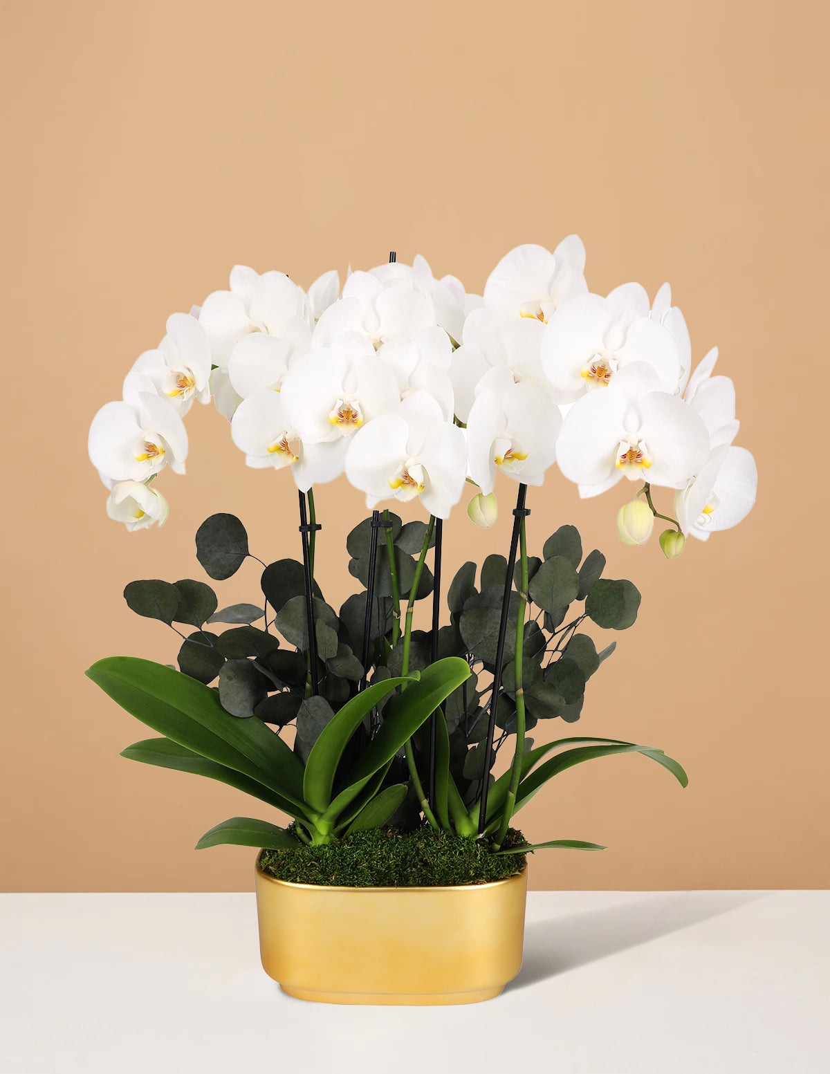 Large Double Orchid