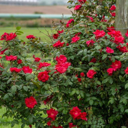 Winner's CircleTM Climbing Rose