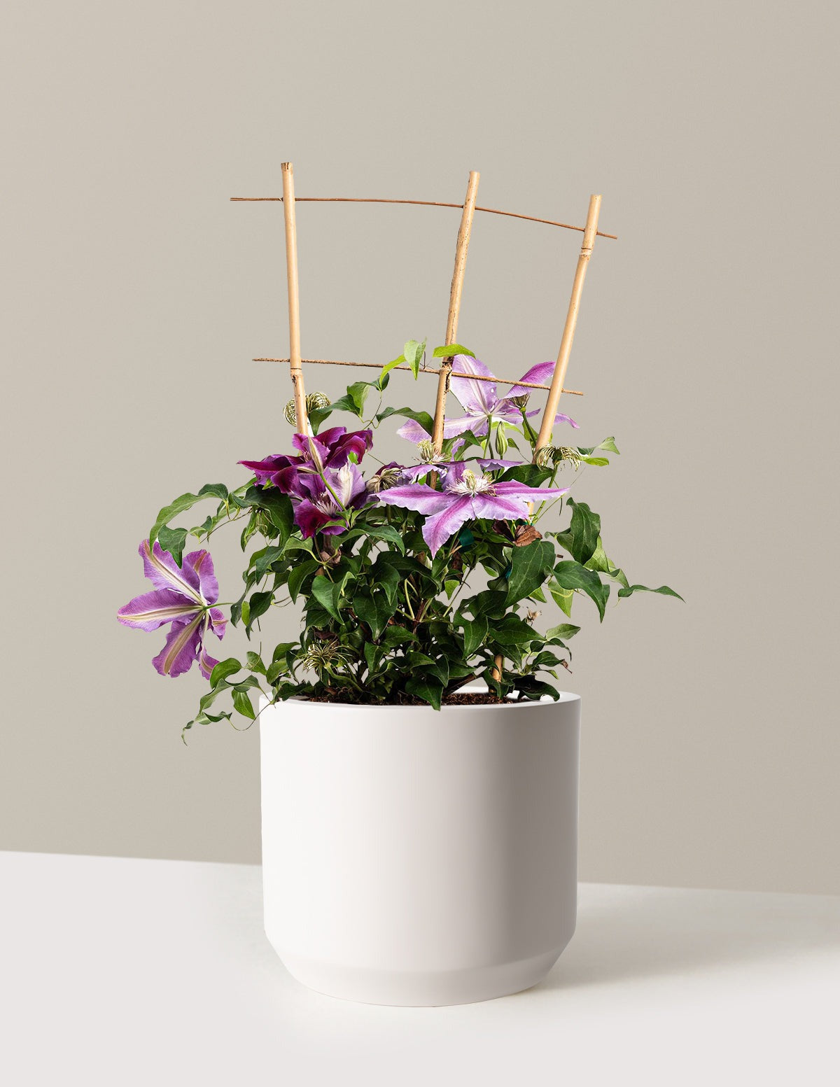 Dr. Ruppel Clematis