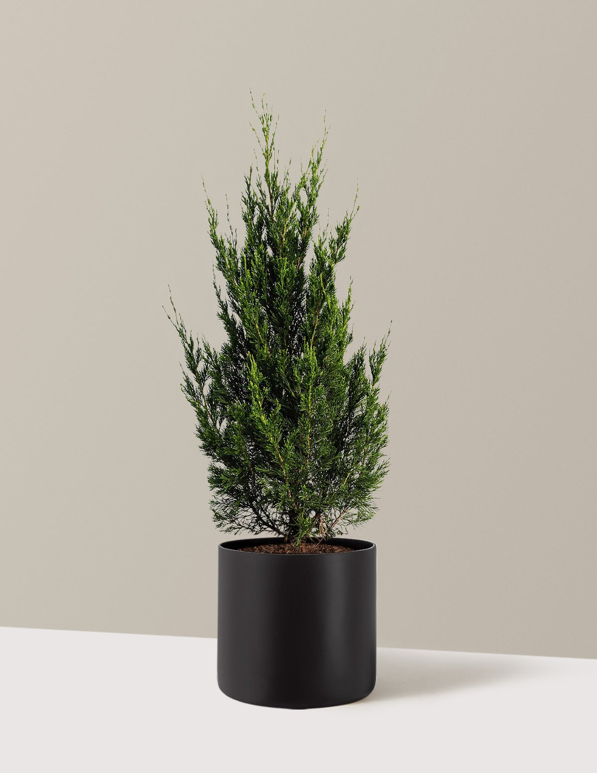 Spartan Juniper