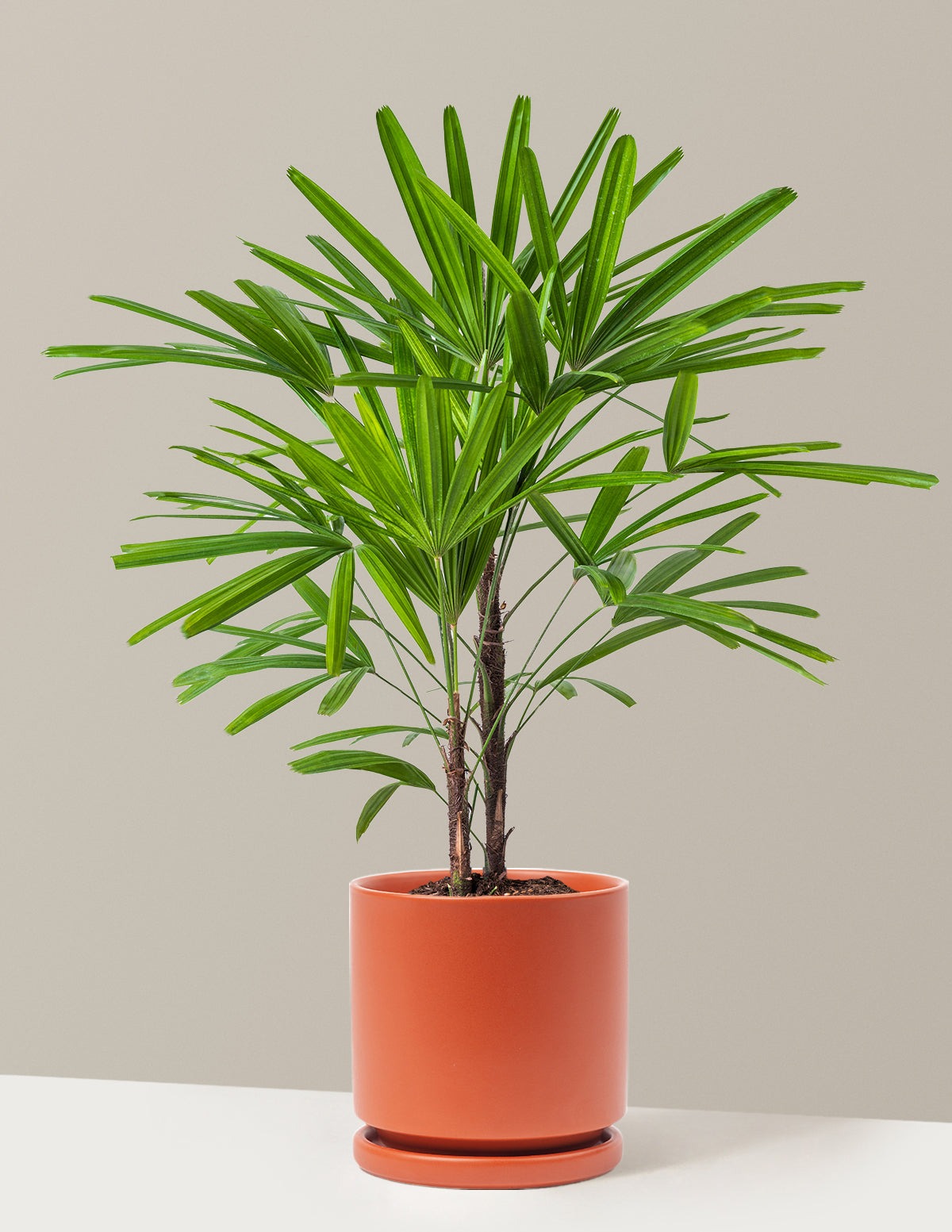 Large Lady Palm