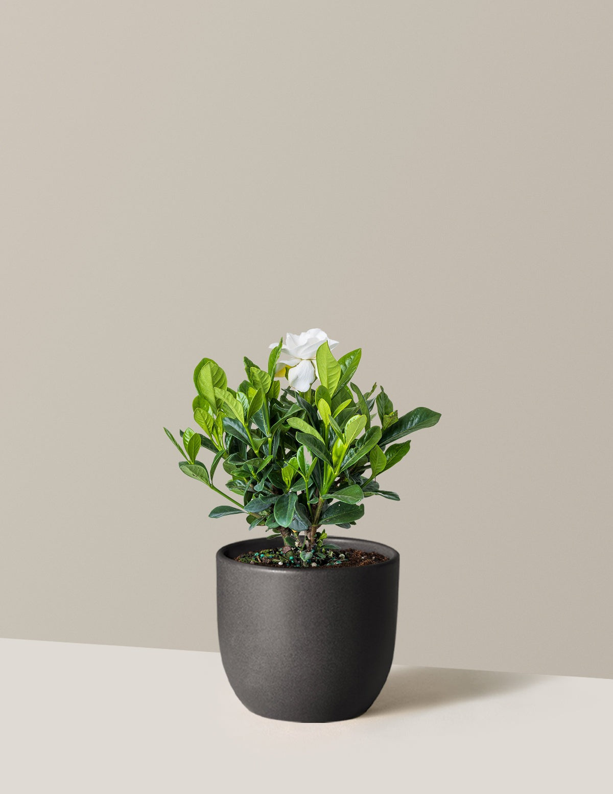 Gardenia Bush