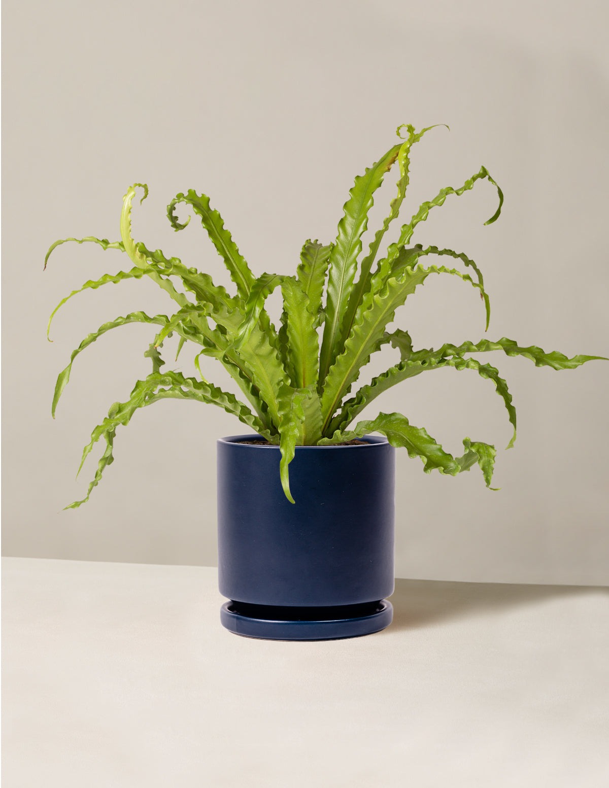 Bird's Nest Fern