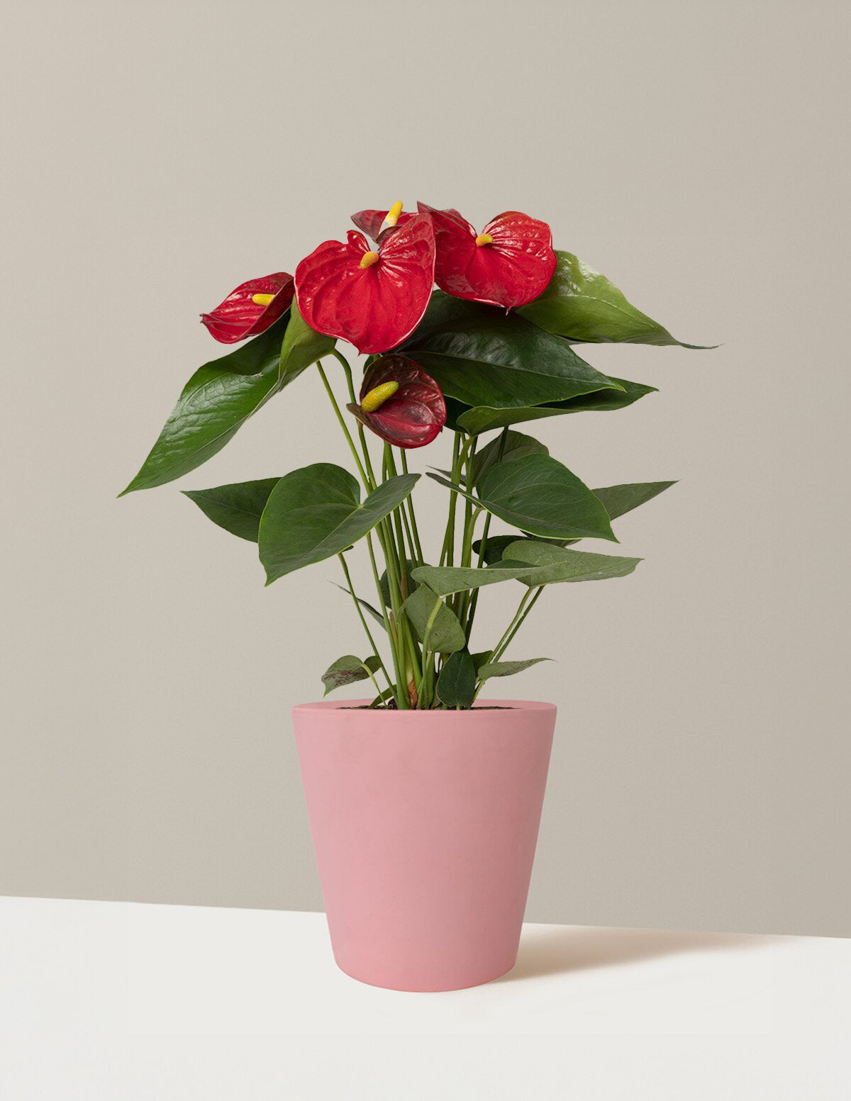 Red Anthurium
