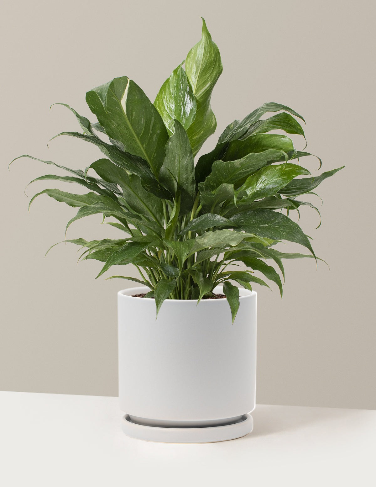 Peace Lily Domino
