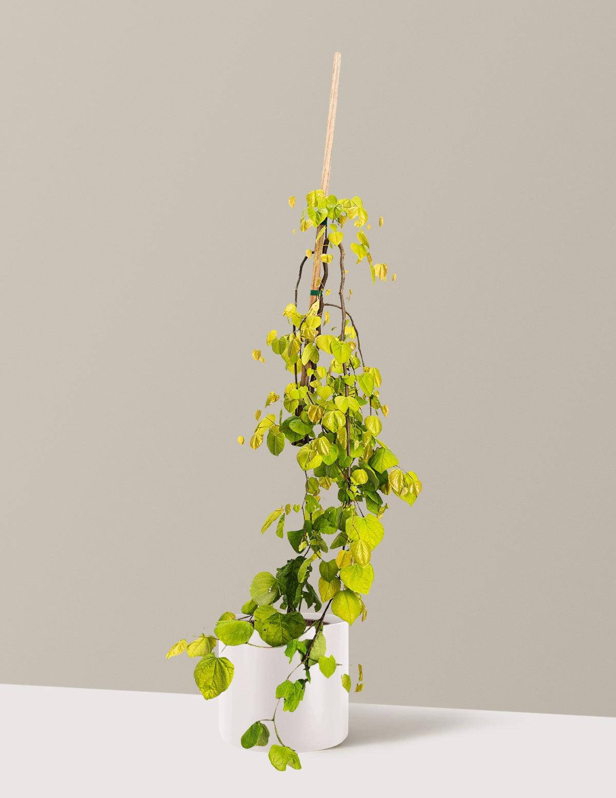 Golden Falls® Redbud Tree