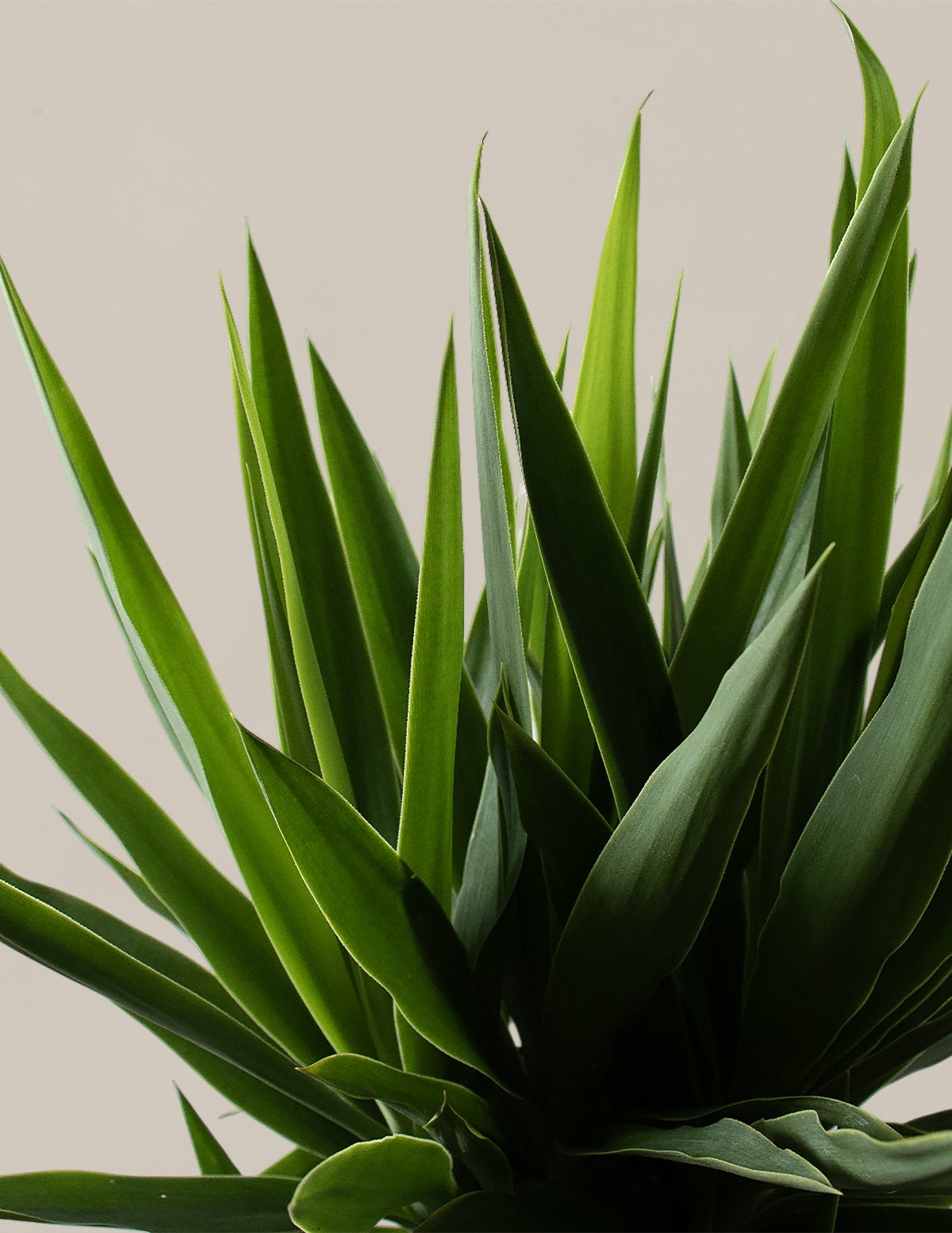 Yucca Plant Single Stem