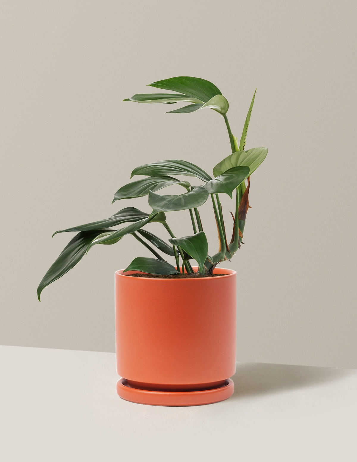 Dragon Tail Plant
