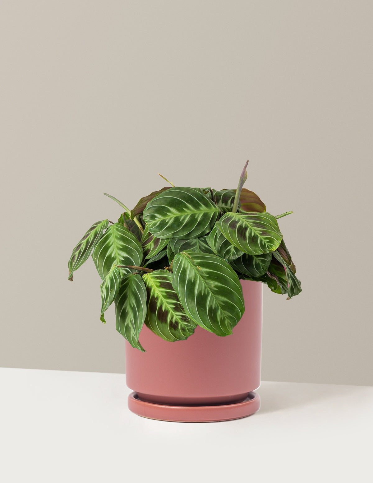 Black Prayer Plant