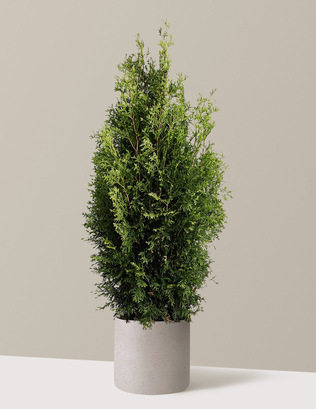 Private JetTM Arborvitae