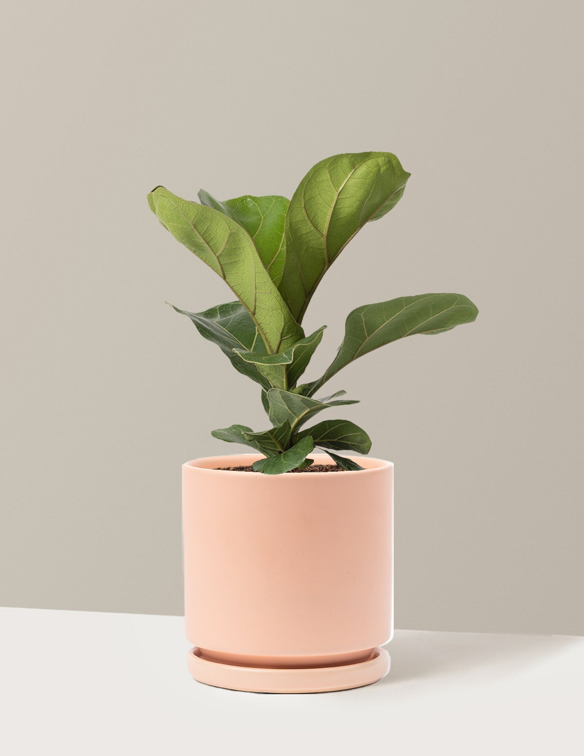 Fiddle Leaf Fig Bush