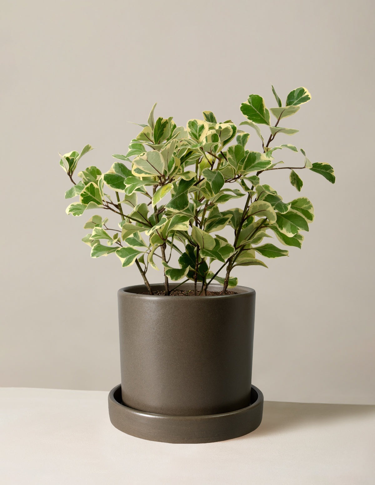 Variegated Ficus Triangularis