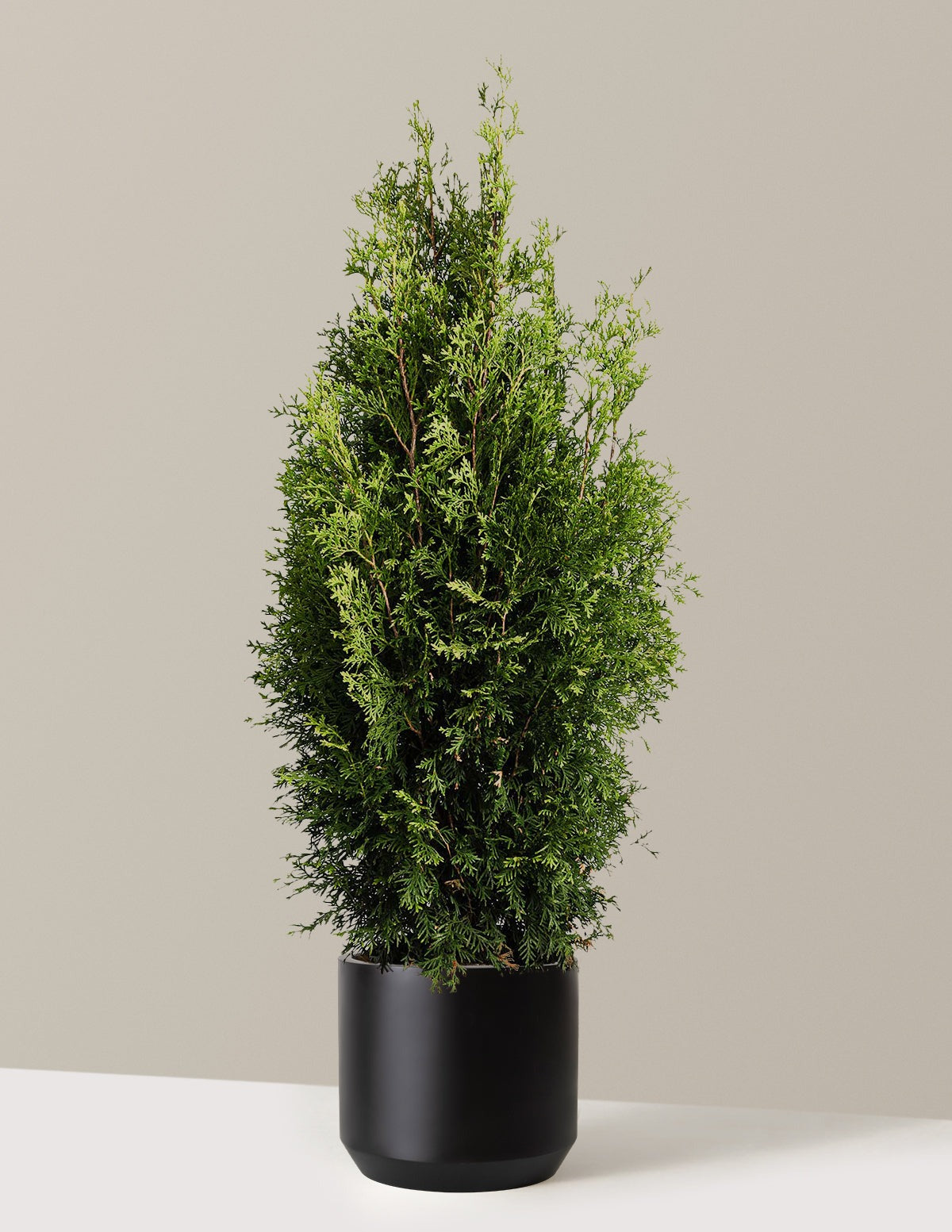 Private JetTM Arborvitae