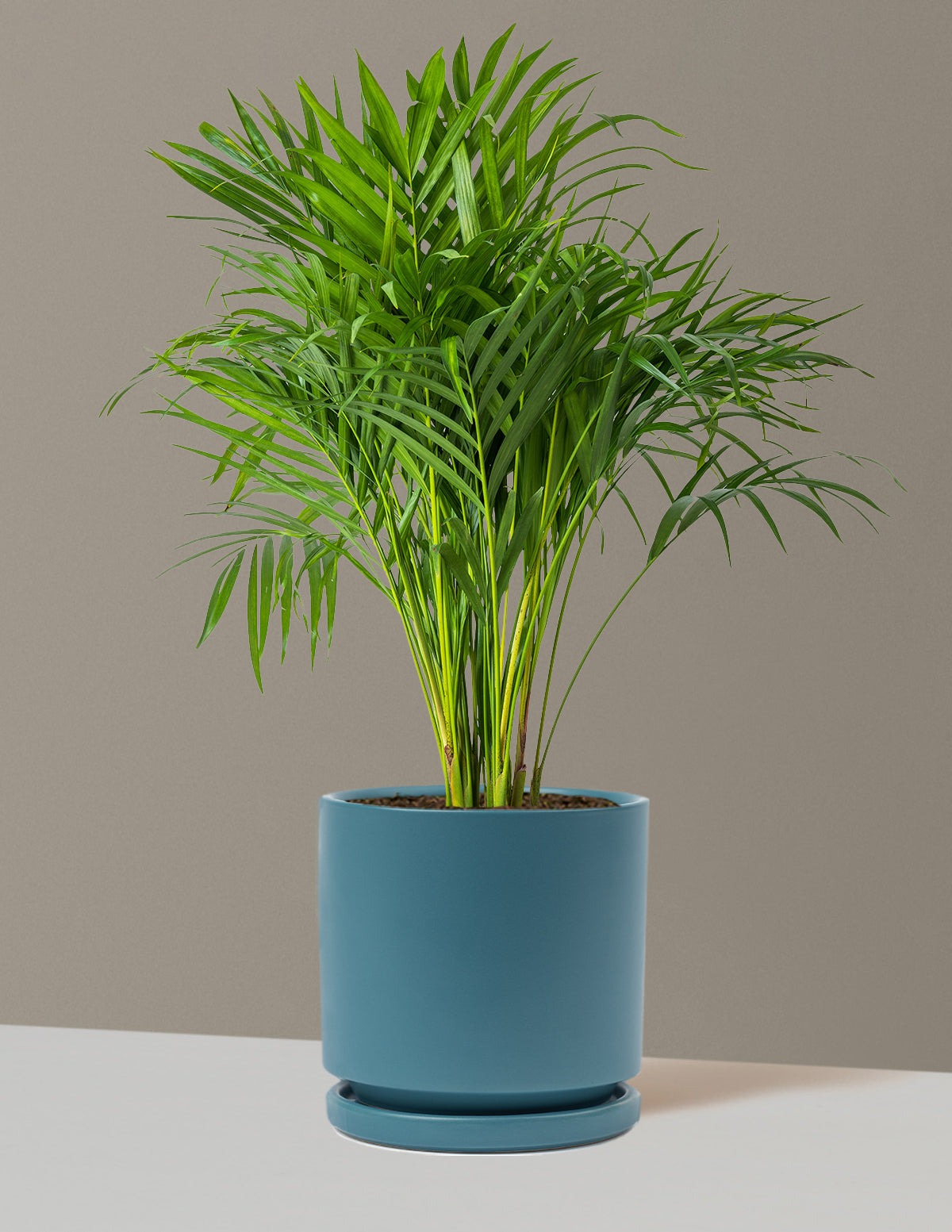 Areca Purifying Palm