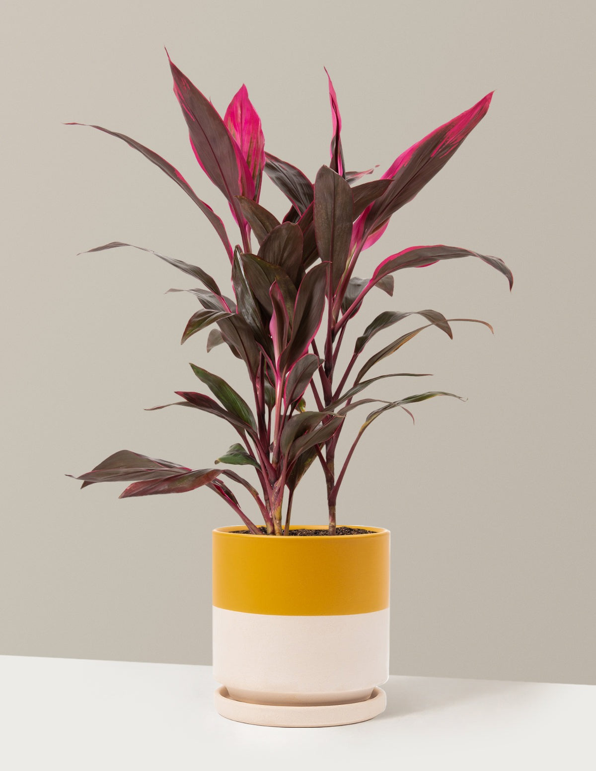 Large Cordyline Red Sister