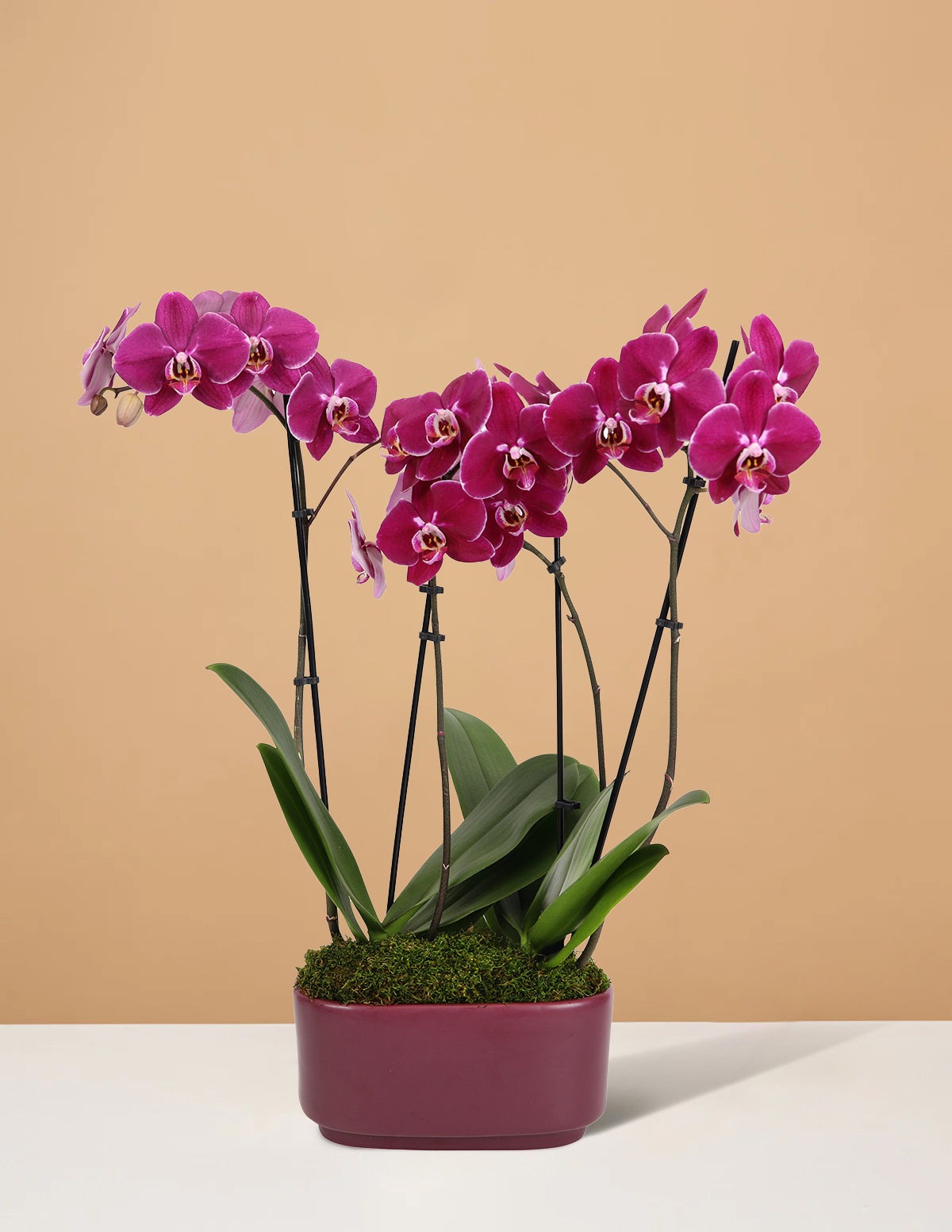 Large Double Orchid