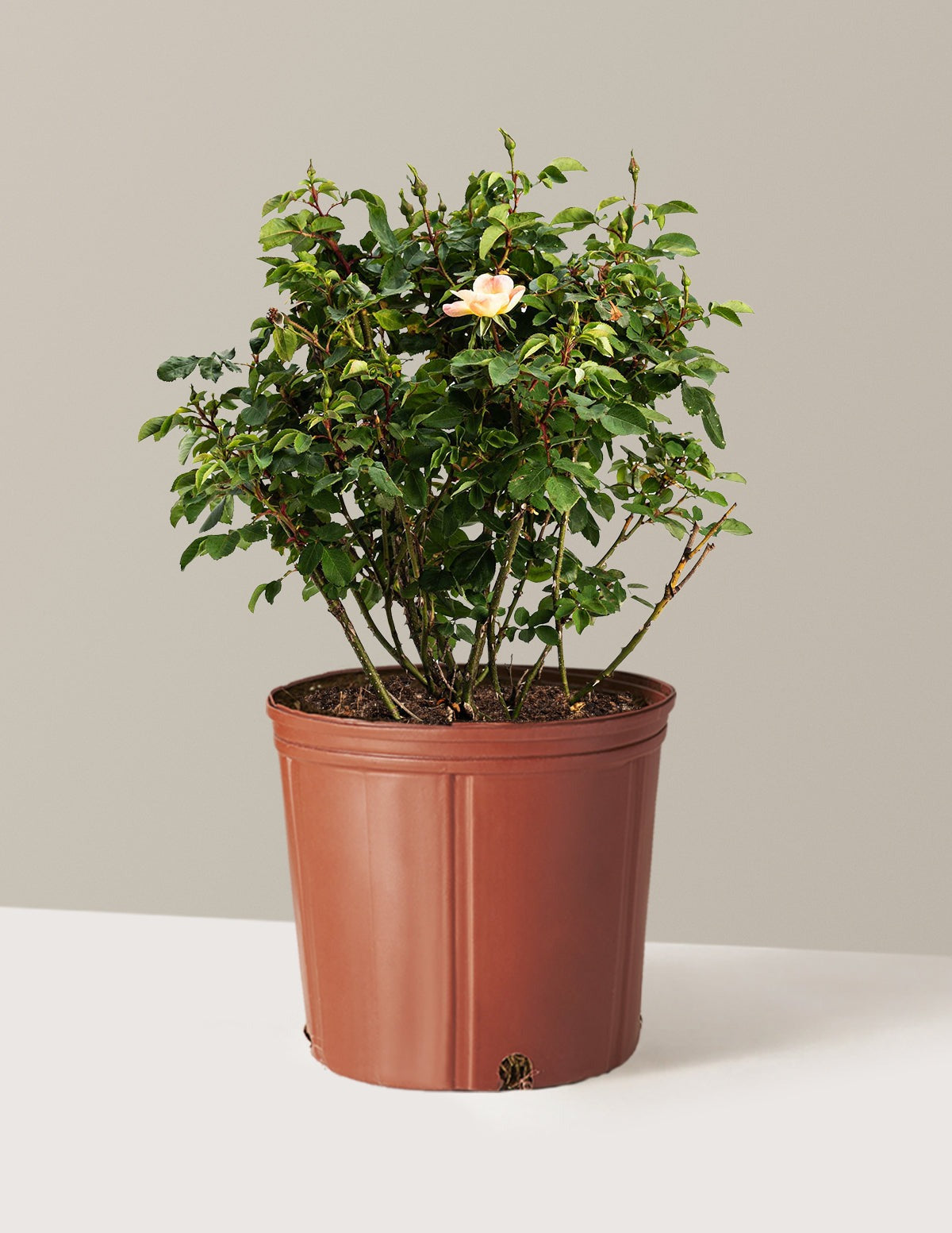 The ChampionTM Sunblush Rose