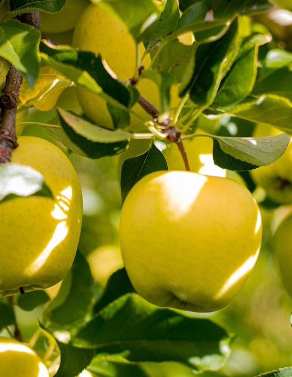 Golden TreatTM Fruit SnacksTM Apple Tree
