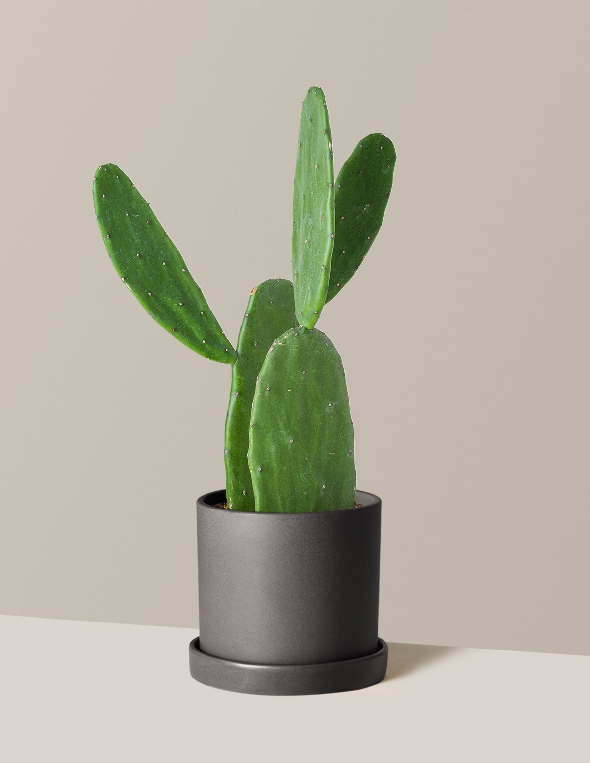 Prickly Pear Cactus