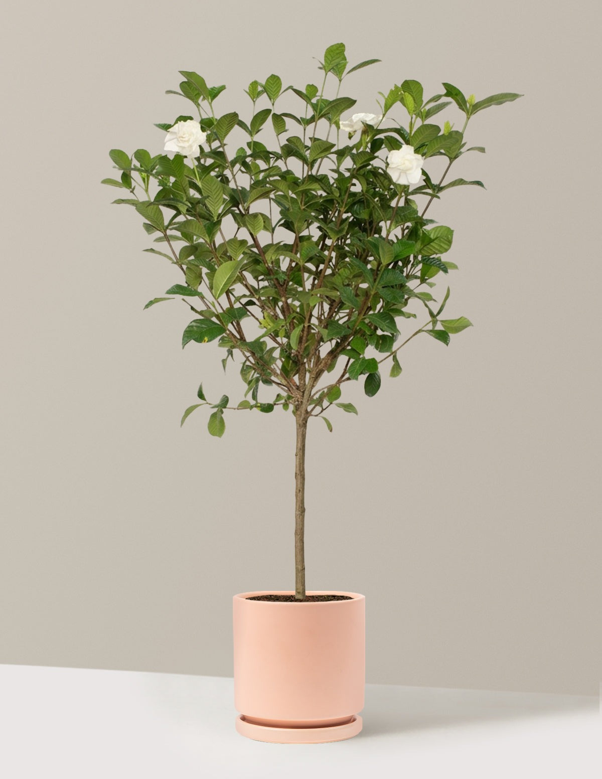 Large Gardenia Tree