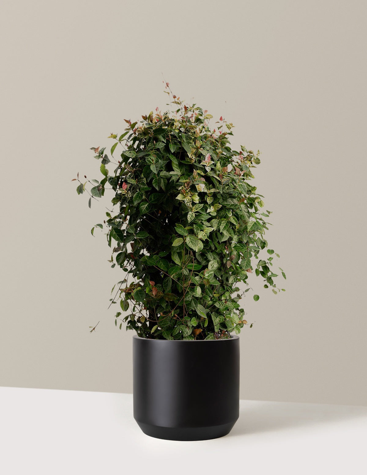 Snow-N-SummerTM Asiatic Jasmine